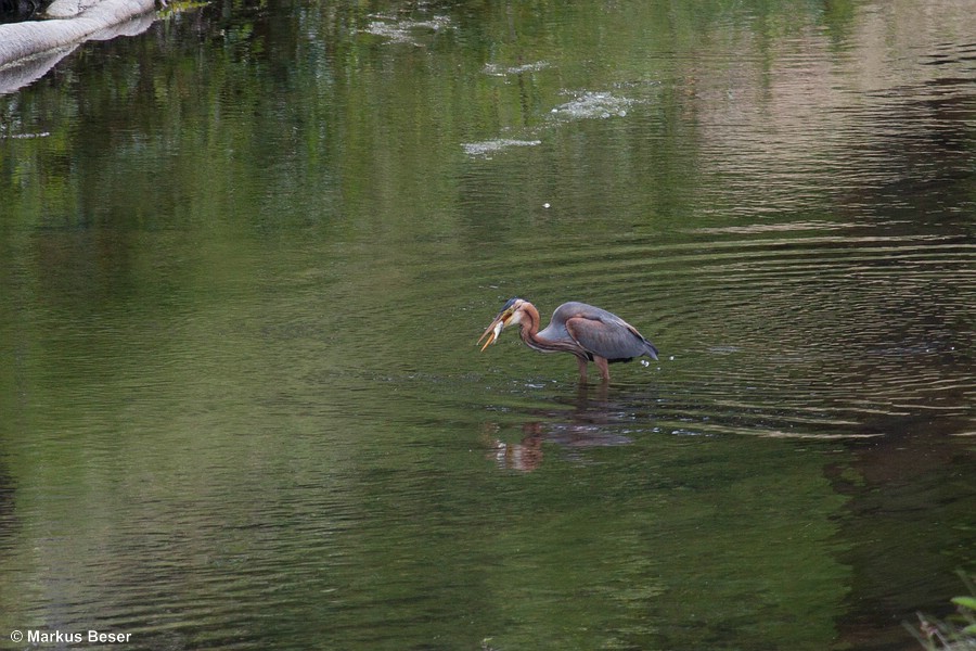 Purpurreiher
